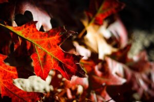Visiting the Chester Cathedral in autumn